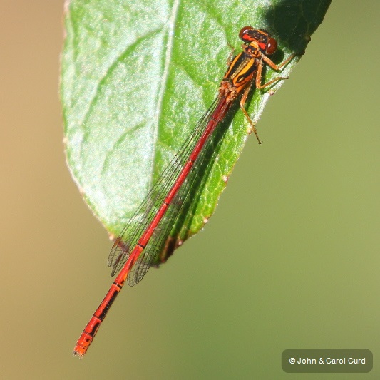 J17_4251 Xanthocnemis zealandica male.JPG